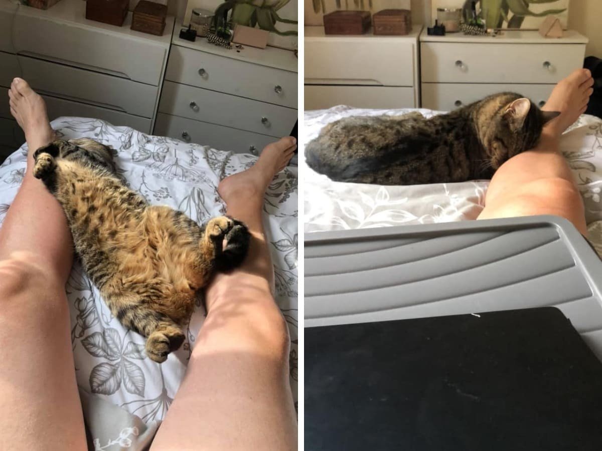 Кот в снегу. Трехцветная кошка на природе. Кошка пришла в октябре. Осень кот на окошке. Кошка пришла в октябре.