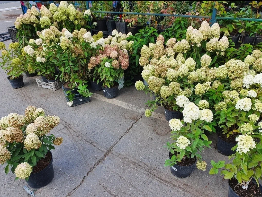 Самые распространённые - метельчатые гортензии. На примере такой и буду показывать, как обрезаю их я