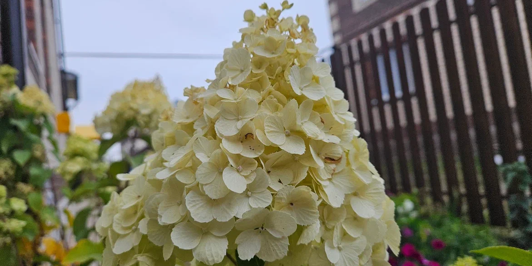 Сделайте это с гортензией ранней весной — и цветение будет, как с открытки! Почему весенняя обрезка важнее, чем кажется