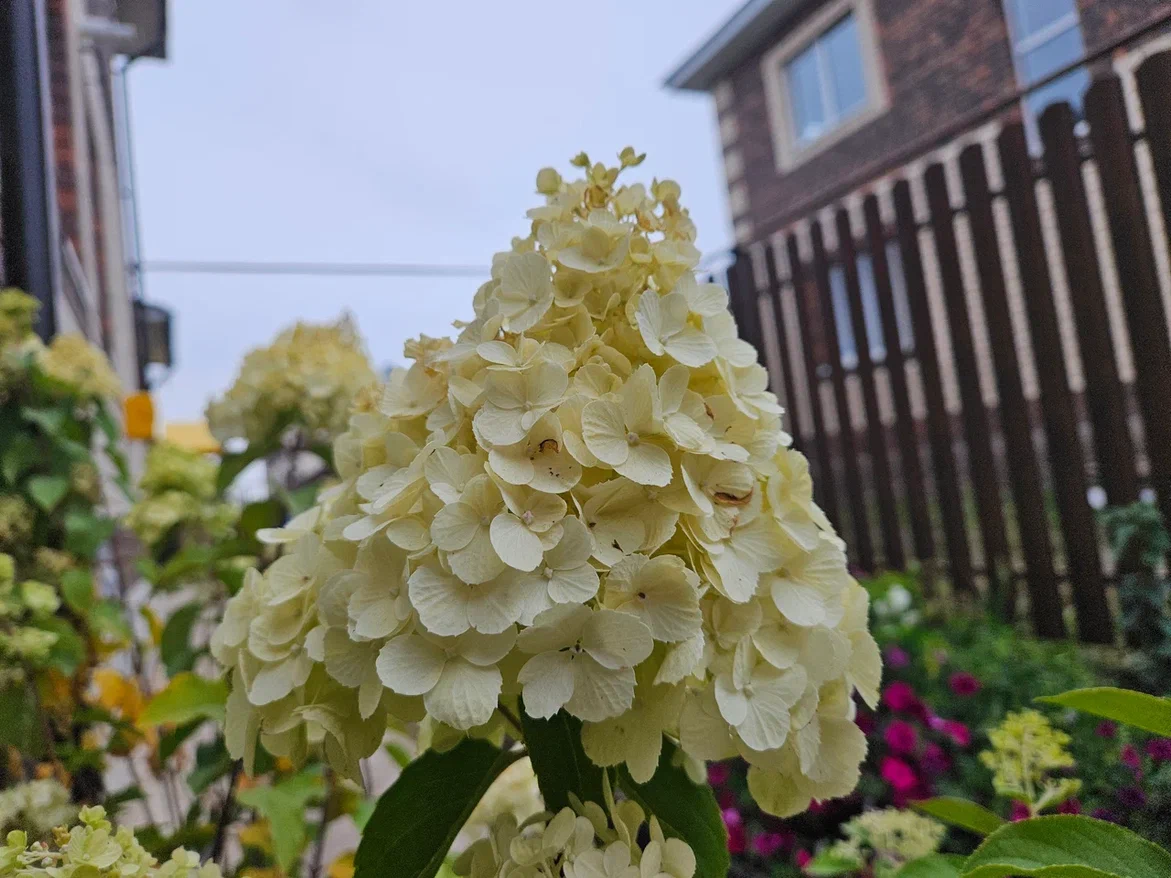 Хотите красивые гортензии?