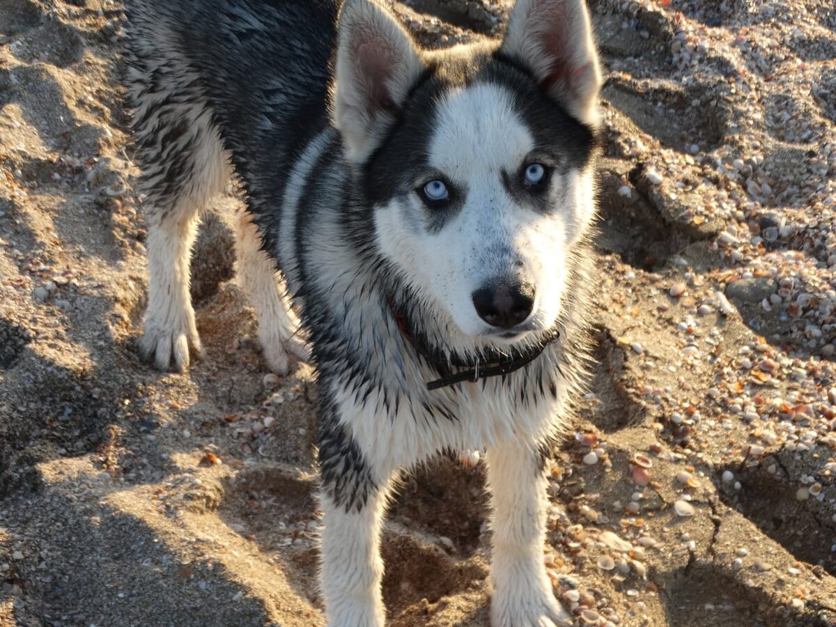    Фото: "Крым 24" Elena Maltseva