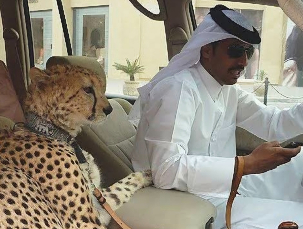 На переднем сиденье должен сидеть он, а не жена. Шейх и его питомец