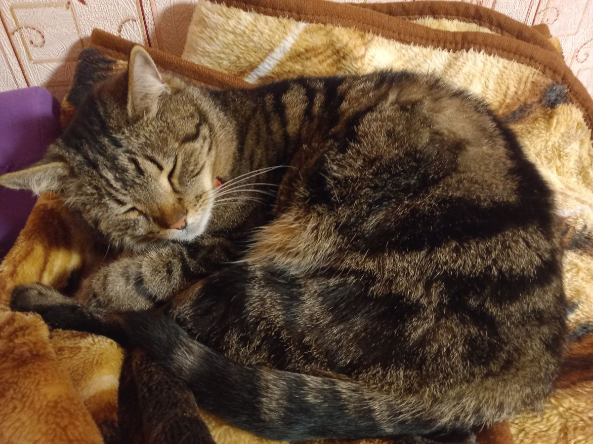 Плюша спит без задних ног.