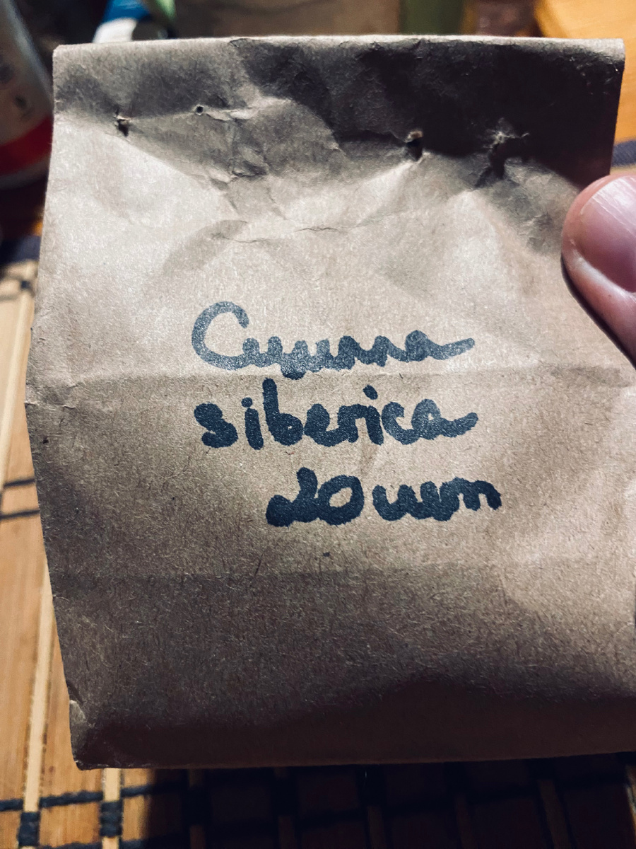 Вот так мне прислали сциллу, но она тоже потихоньку всходит.