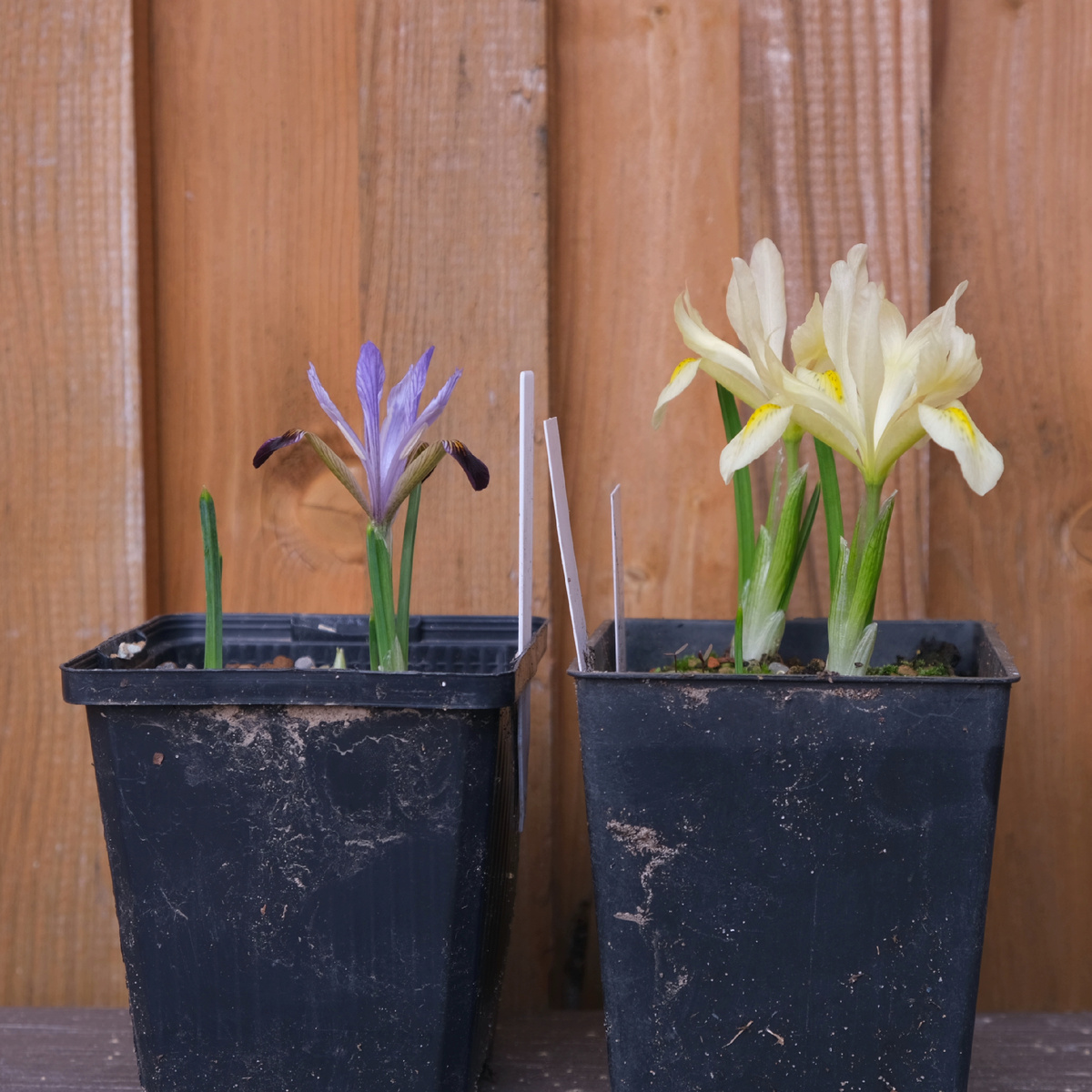 Карликовые ирисы