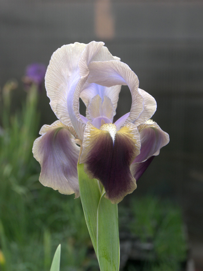 Ирис ‘Antiope’ в моем саду.