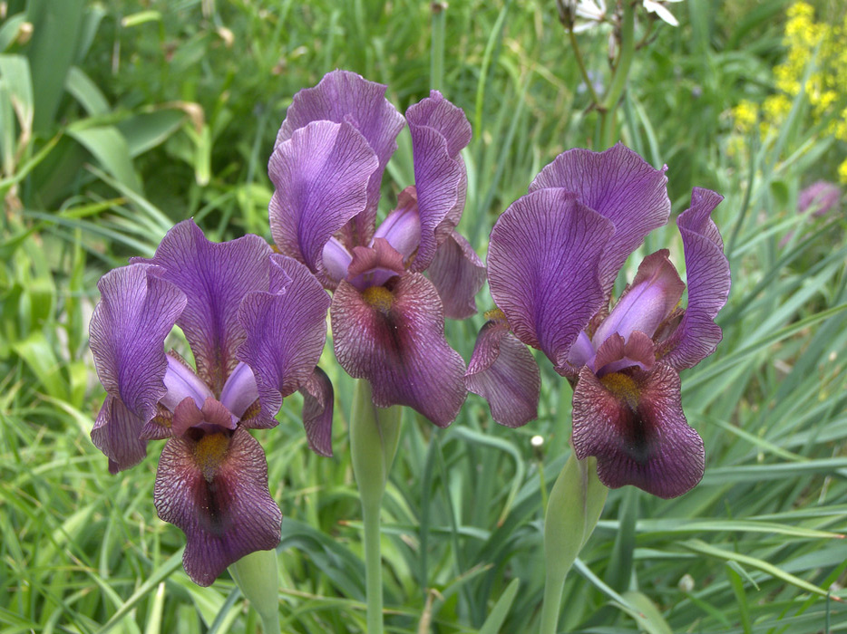 Ирис 'Werckmeister's Beauty' в моем саду