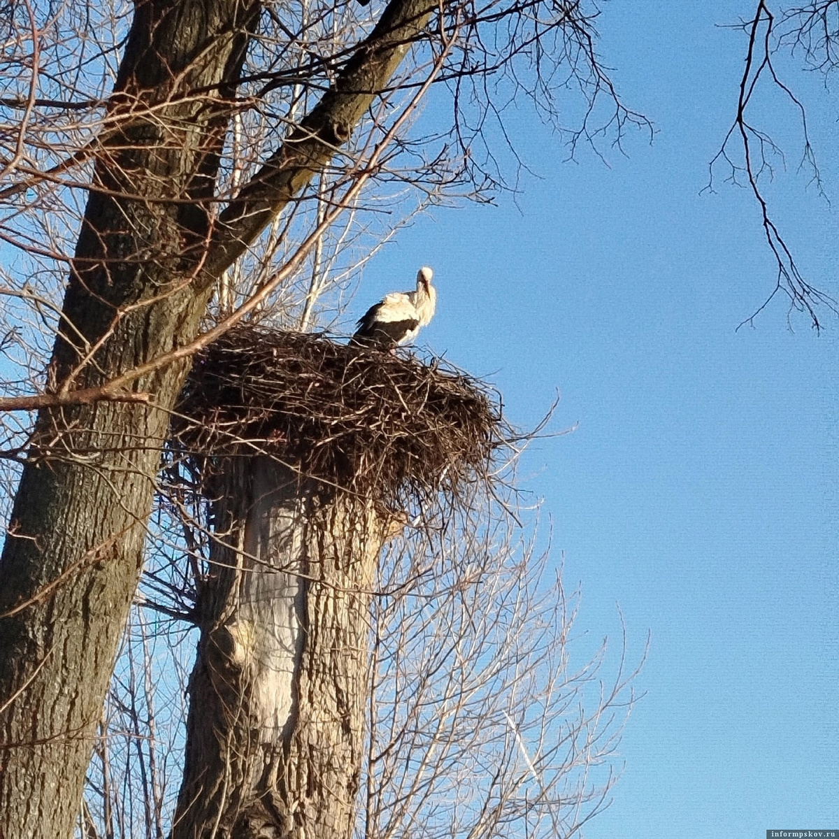 Семья аистов в Новосокольниках. Фото: группа газеты «Новосокольнический край» в соцсети «ВКонтакте»