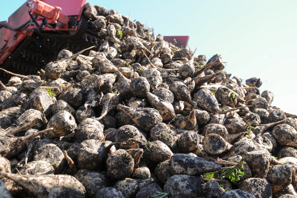 Михаил Ступин 