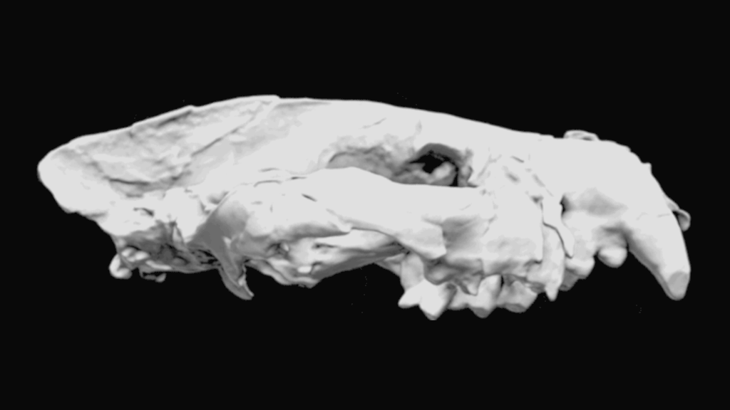 От бастетодона палеонтологам повезло найти почти полный череп.