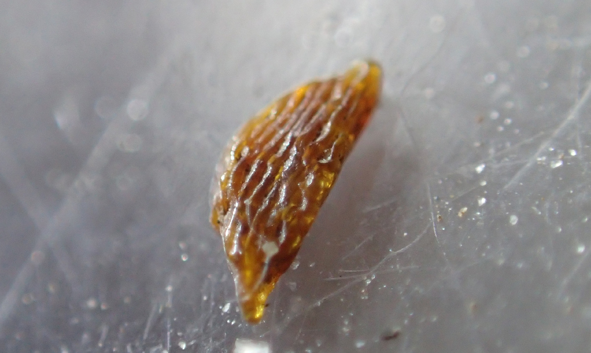 Фото песчинки под микроскопом. Органогенный халцедон. Автор фото Дмитрий Замиралов. Пост в группе Камнеискатель ВКонтакте