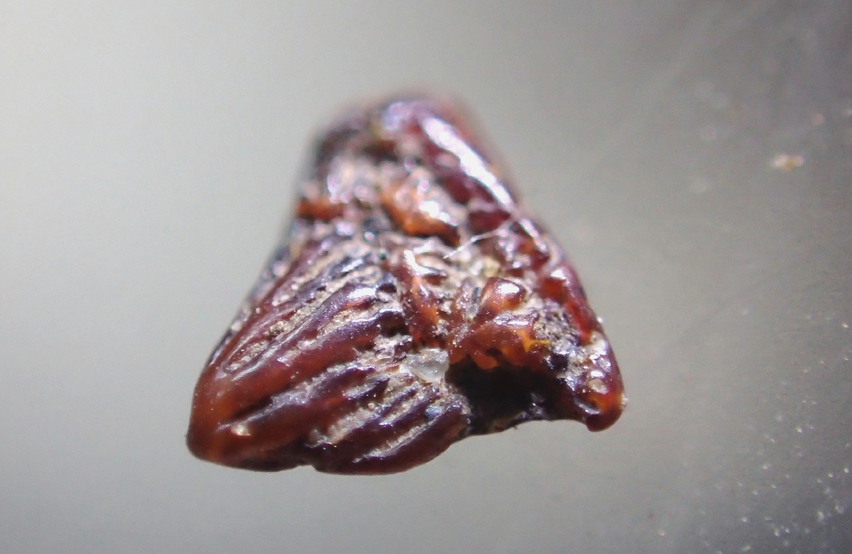 Природное произведение из халцедона. Зуб рыбы (?), семечко растения (?) Автор фото Дмитрий Замиралов