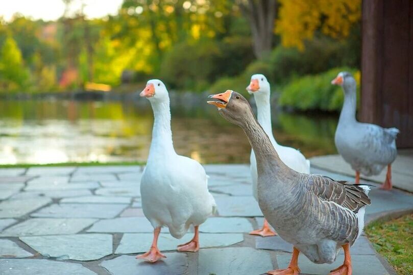     Фото: pinterest.com