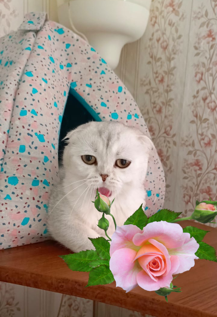 Роза зевает