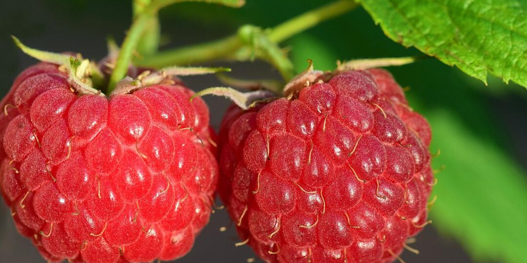 Малина будет размером с клубнику: чем подкормить весной для рекордного урожая