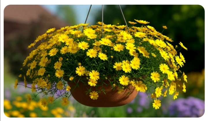 тимофилла-ампельная ромашка. 