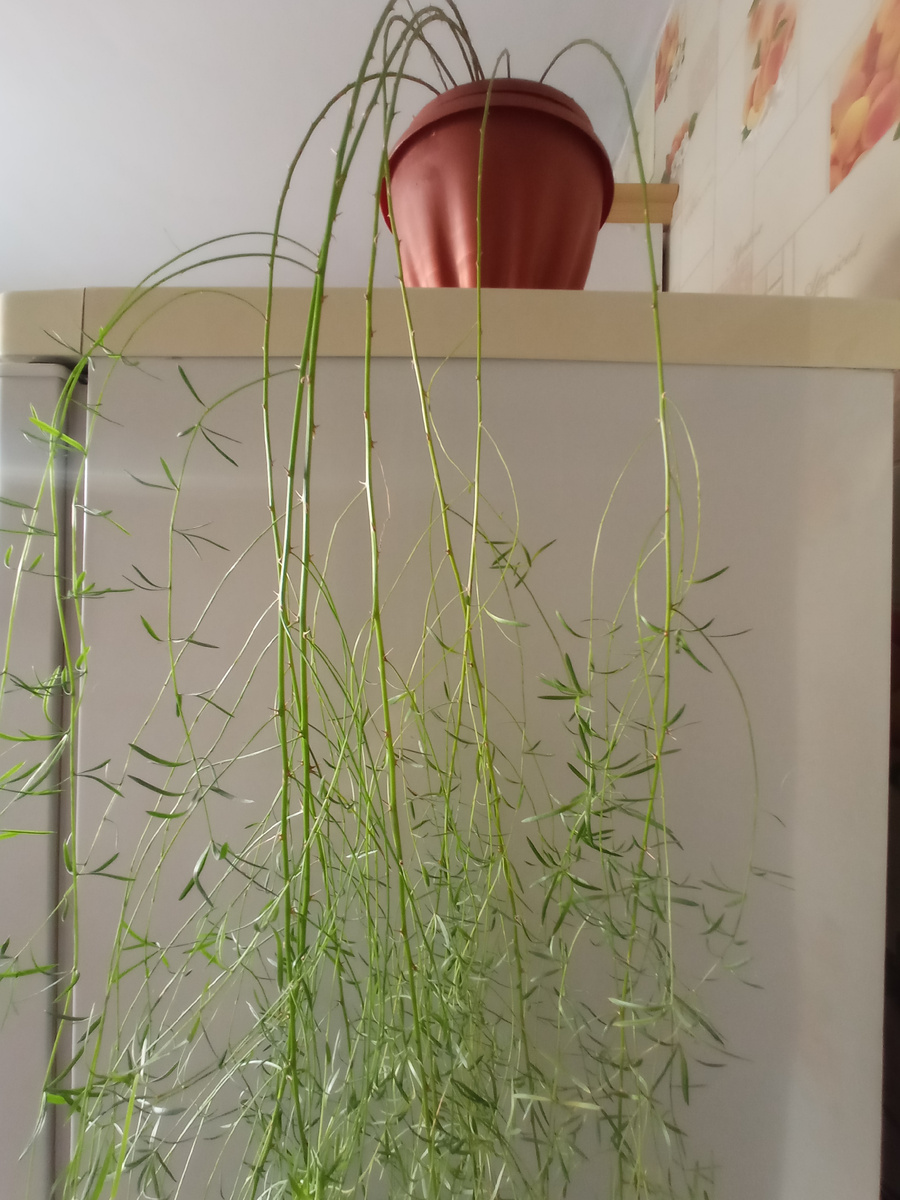 Начало аспарагуса