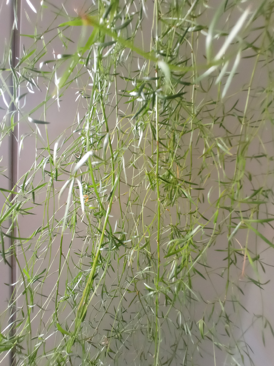 Продолжение аспарагуса