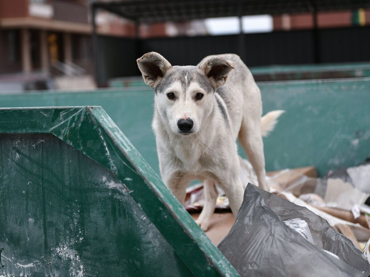    Бездомная собака у мусорного бака© РИА Новости . Константин Михальчевский