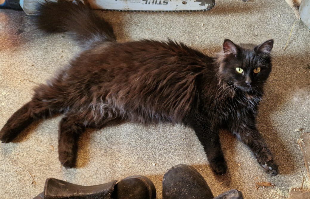 Черри в новом доме