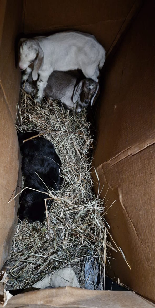 Черри со своими новыми знакомыми (для просмотра следующих фото листайте вправо)