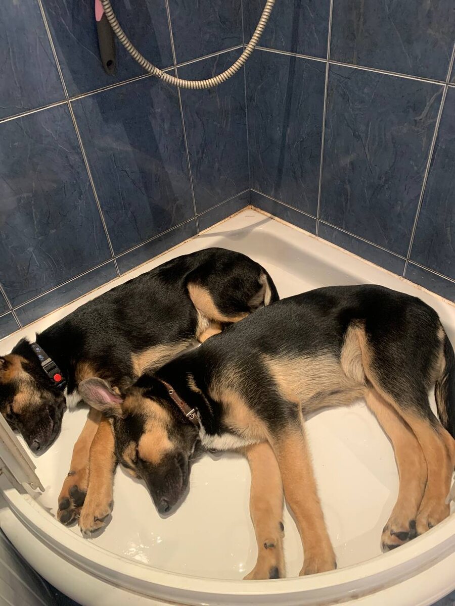 Послепрогулочный отдых (для просмотра следующих фото листайте вправо)