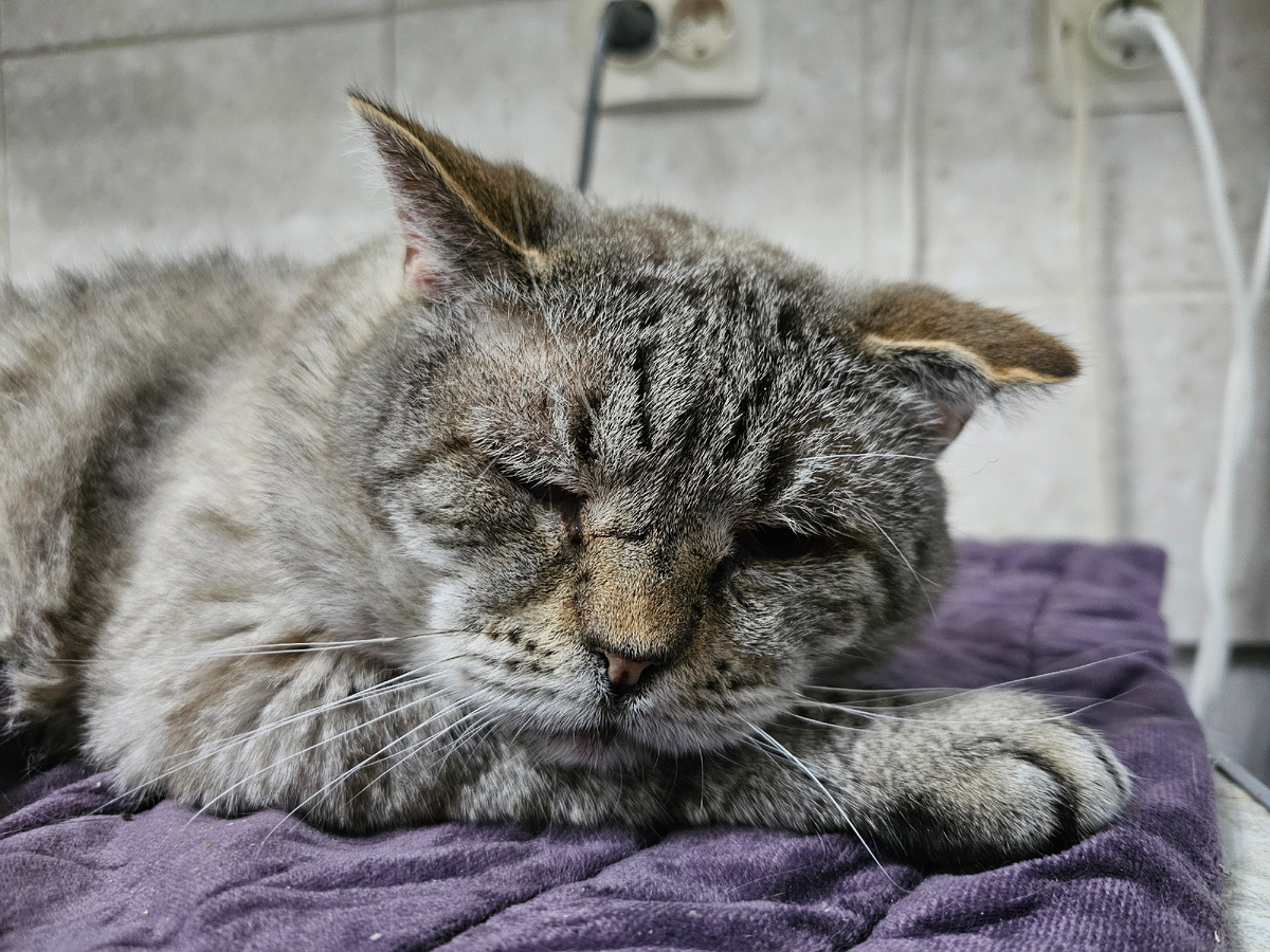 Фото автора. Мордатый дед.