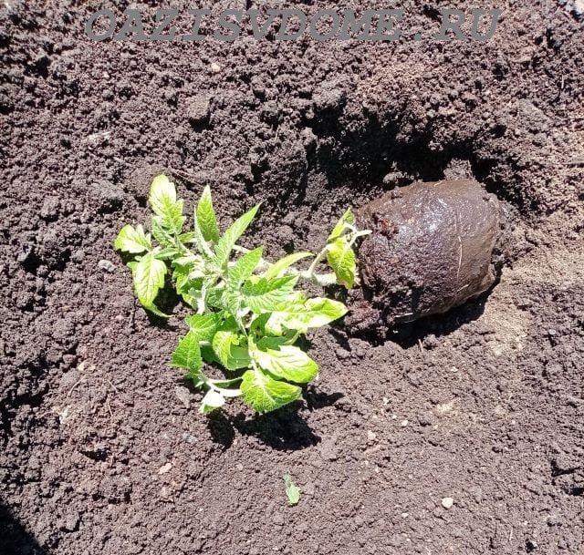 На фото высадка рассады томатов в открытый грунт