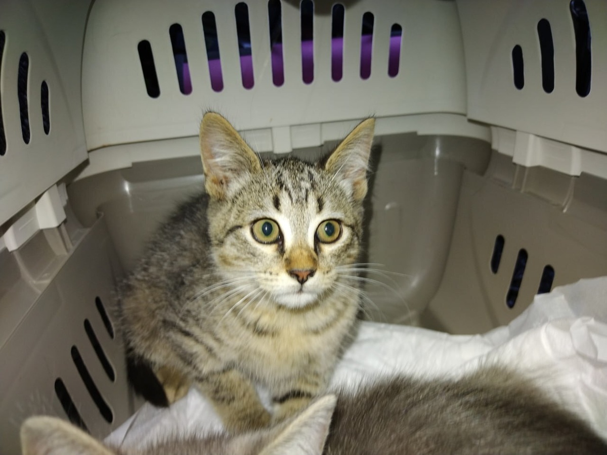 Чип с сестрёнкой (для просмотра следующих фото листайте вправо)