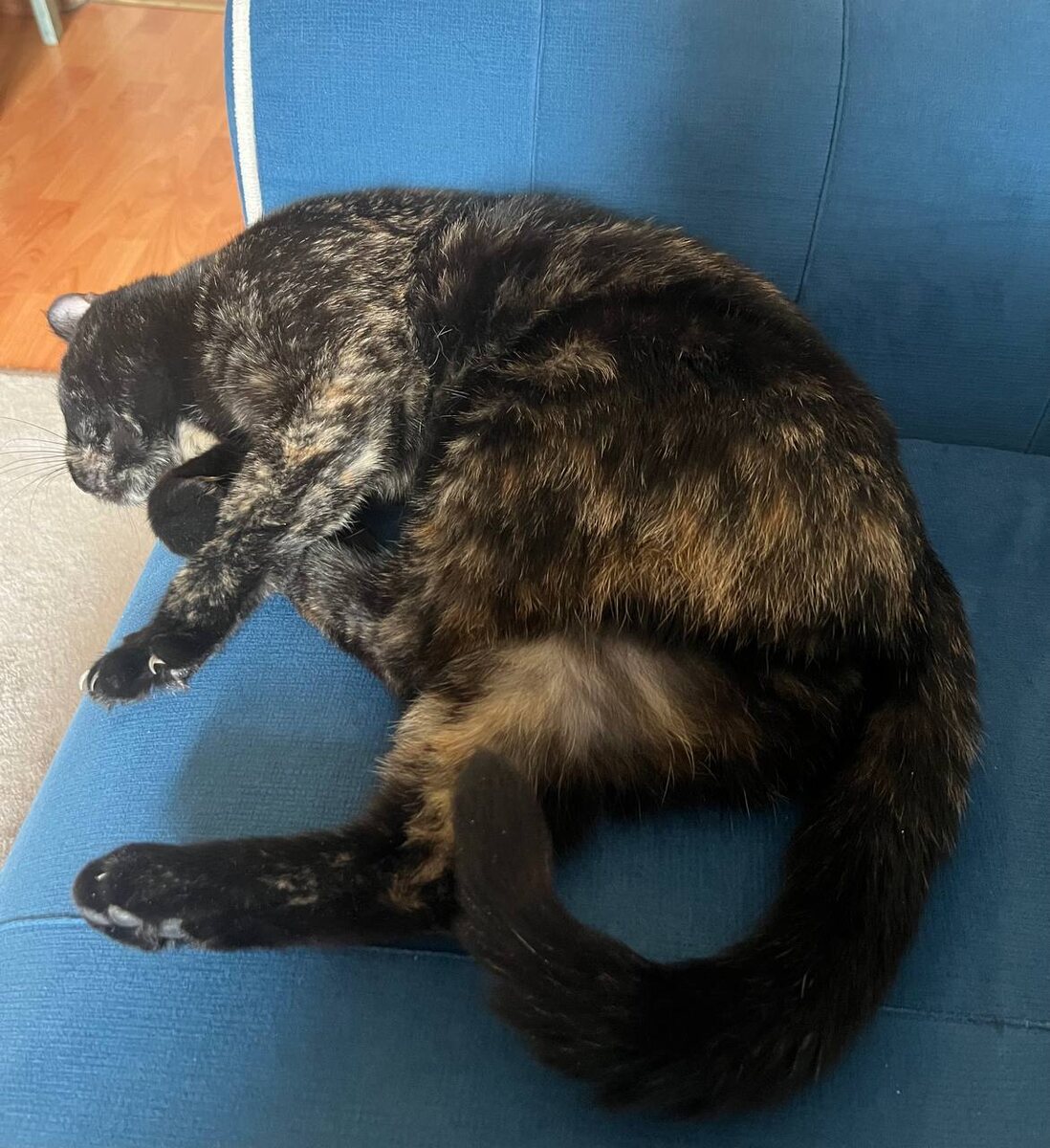 Феня дома (для просмотра следующих фото листайте вправо)