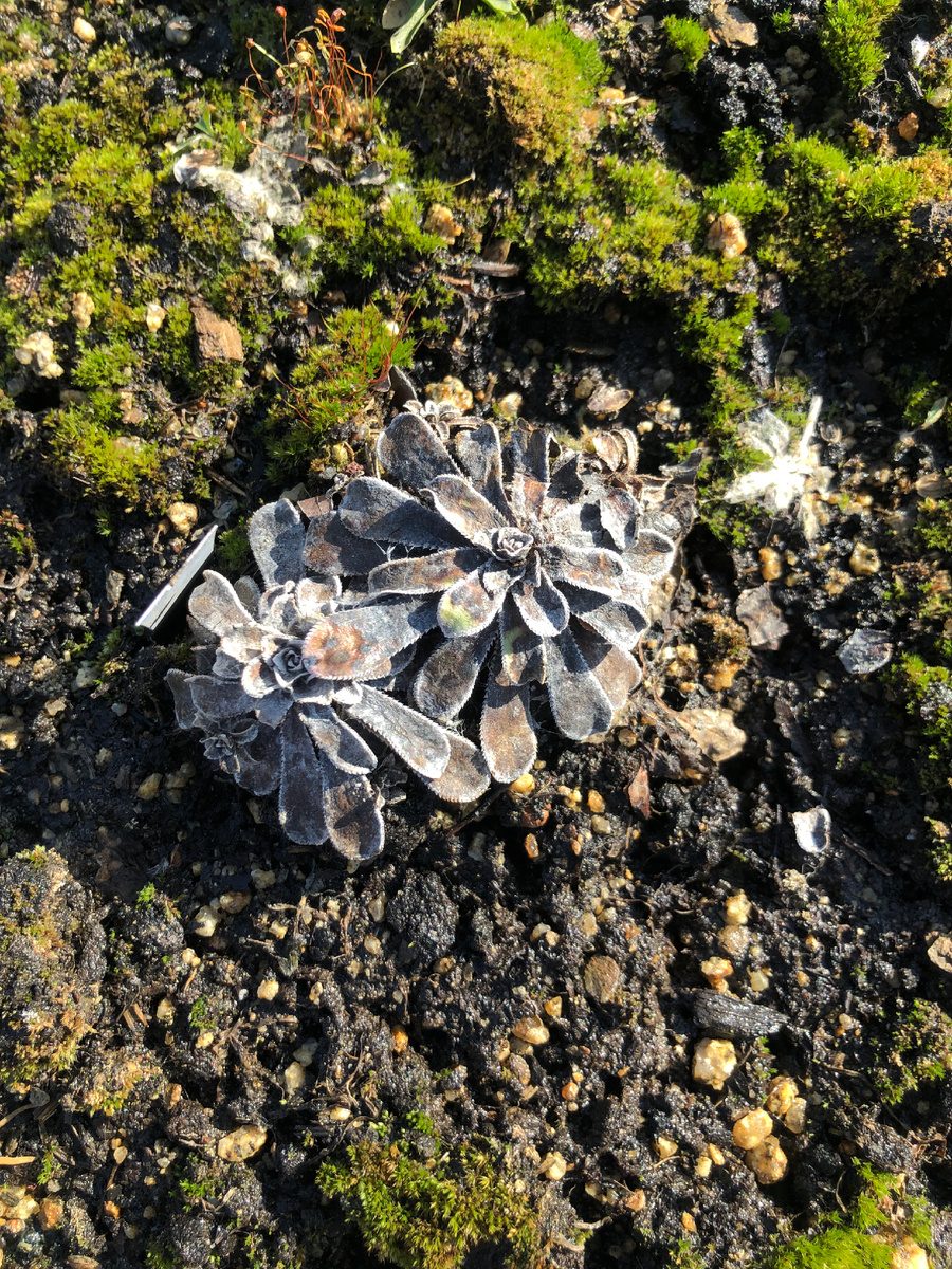 Камнеломка… была