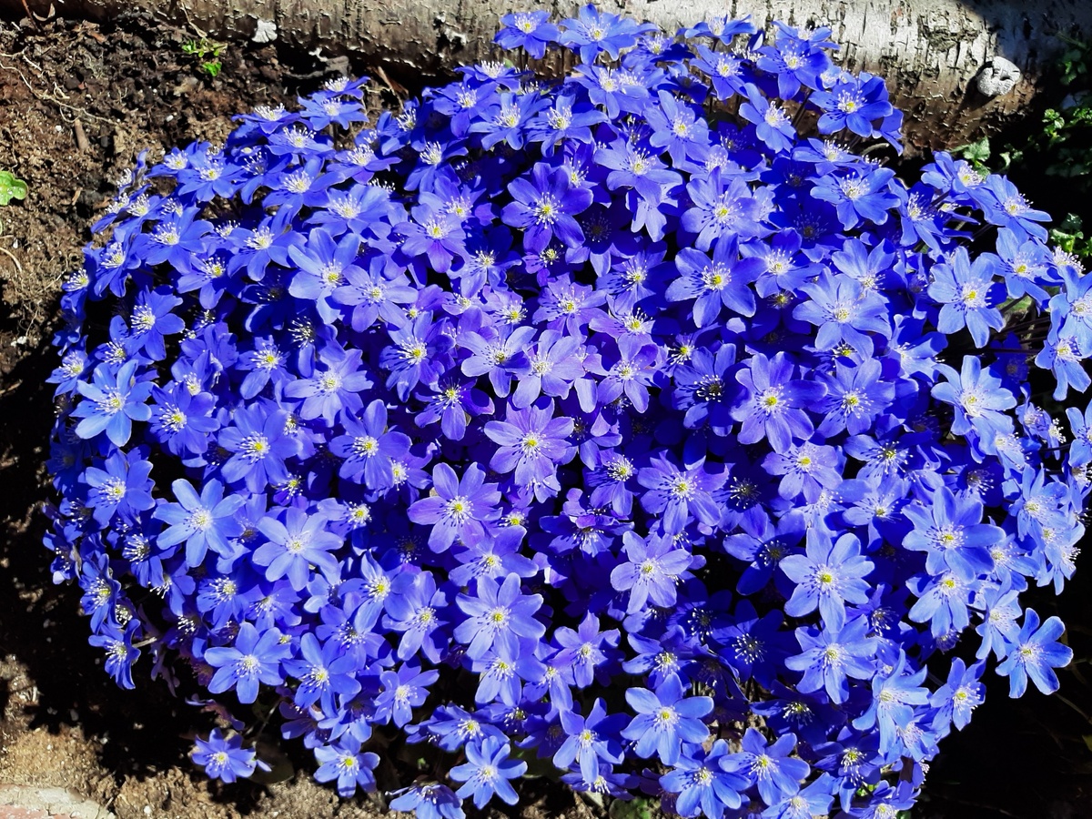 Фото Елены Калтыгиной: печеночница благородная в благоприятных условиях, куртине всего три года