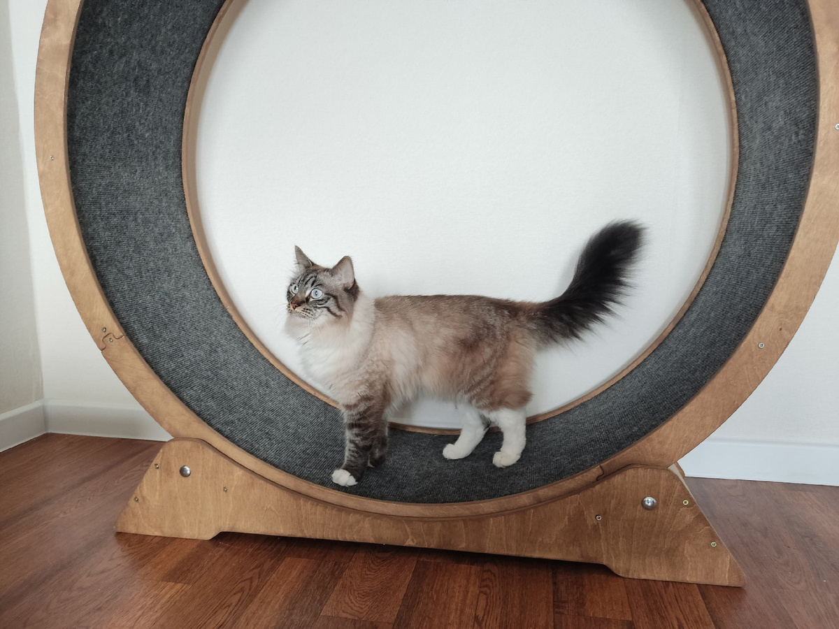 Симба: поглядите на меня!