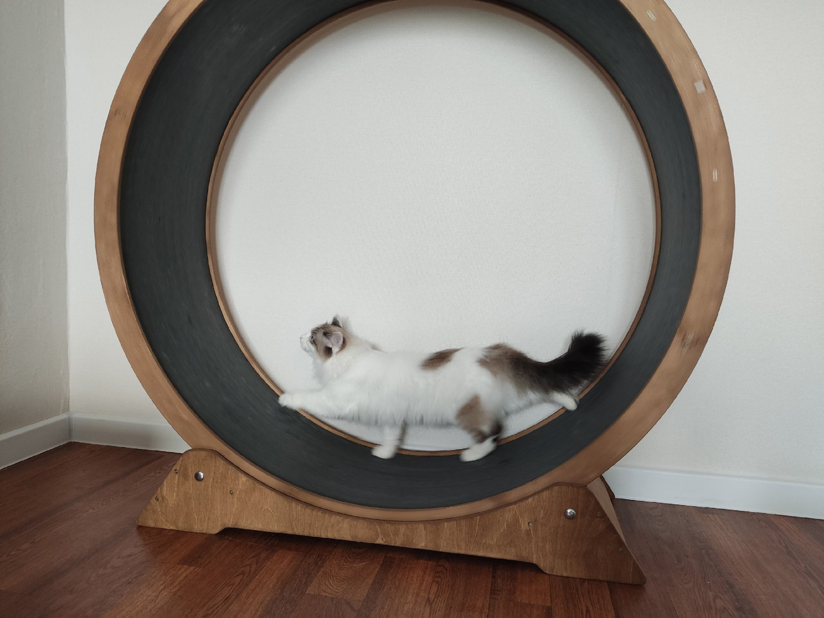 Леди: тут где-то была мышь, надо её догнать!