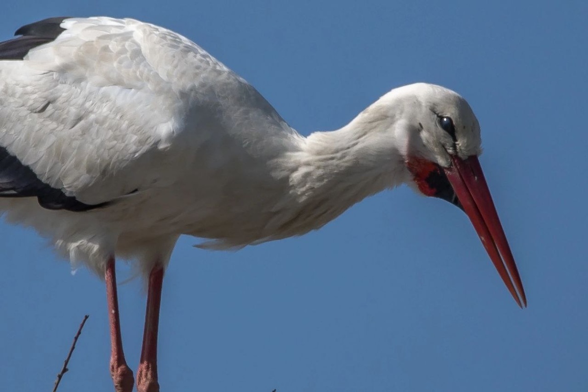 Белый аист, фото S𝖊𝖌𝖆 𝕭𝖑𝖆𝖈𝖐-S𝖊𝖆