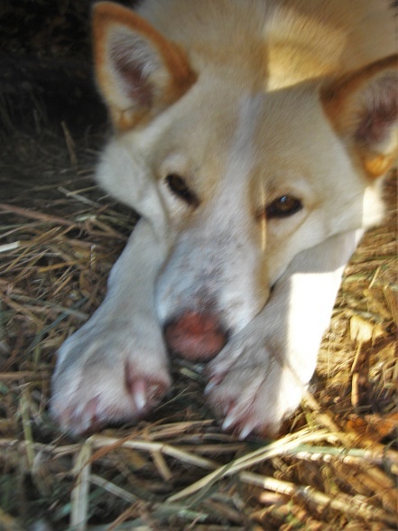 Фотографии Татьяны Немшановой. Вайта. Сибирская лайка. Западная Сибирь, Приполярный Урал, Зауралье, Тайга Крайнего Севера Западной Сибири, ХМАО Югра. Осень таёжная.