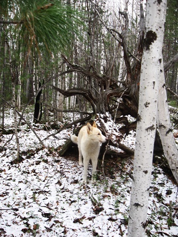Фотографии Татьяны Немшановой. Вайта. Первый осенний снег в тайге. Западная Сибирь, Приполярный Урал, Зауралье, Тайга Крайнего Севера Западной Сибири, ХМАО Югра. Осенний лес северный таёжный.
