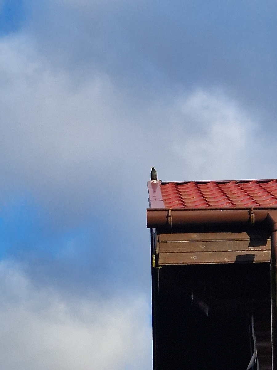 Персональный скворец