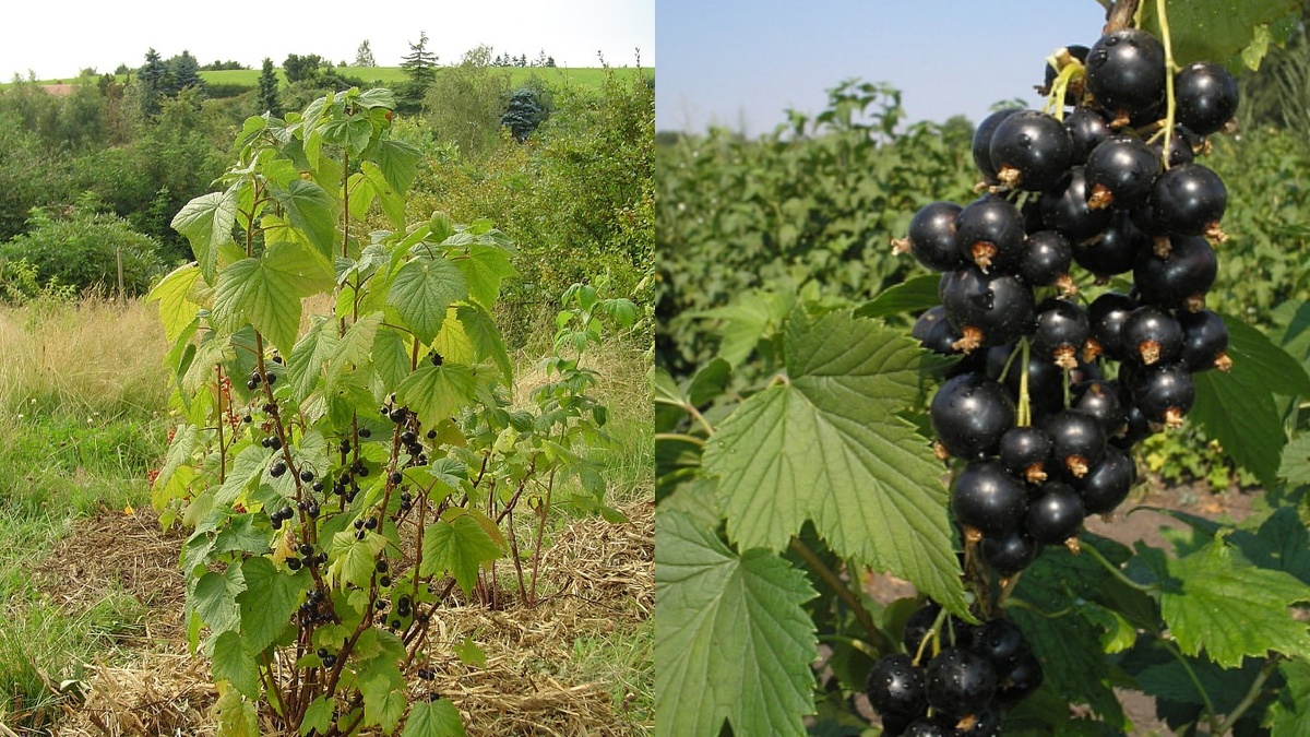 Результат правильной весенней подкормки. Слева - куст до применения метода, справа - после подкормки. Урожай увеличился в 3 раза.