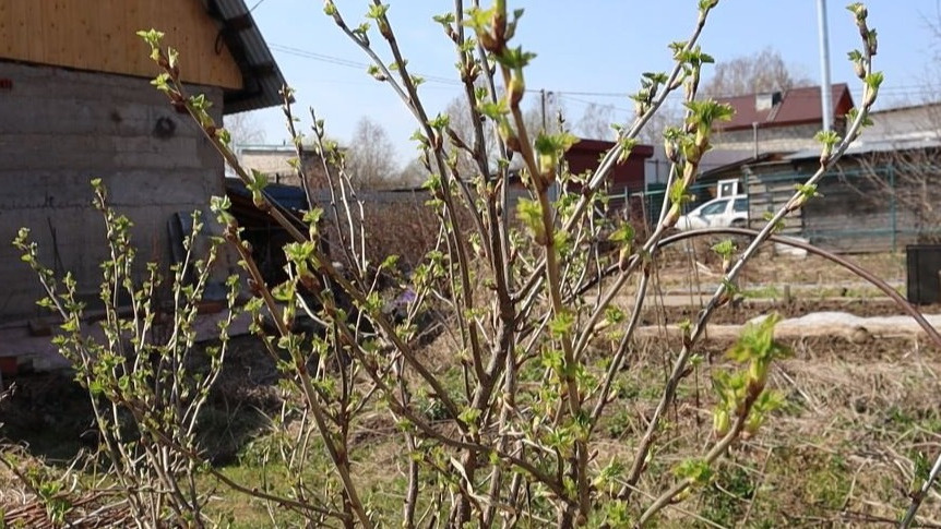 Набухшие, но не раскрытые почки и температура почвы +5°C - верные признаки для начала подкормки