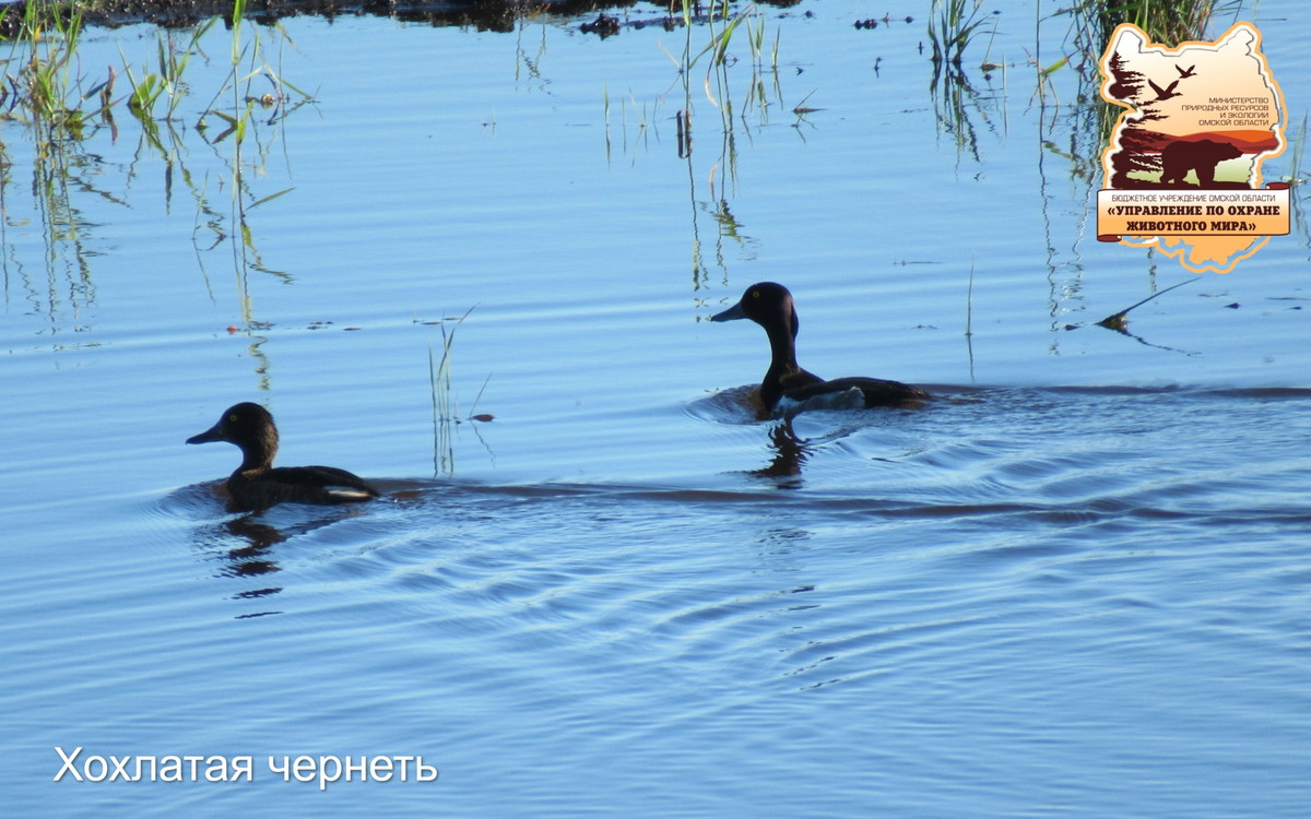    Фото: группа Управления по охране животного мира во ВКонтакте