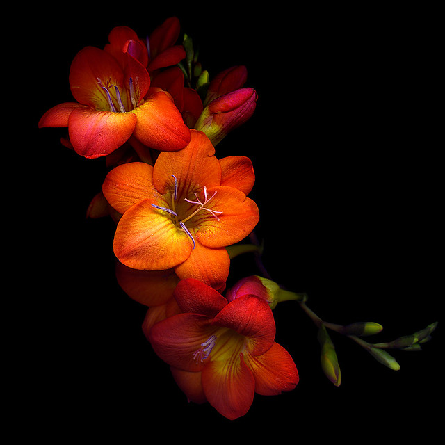 Картинка найдена на просторах интернета, ссылка: https://yandex.ru/images/search?from=tabbar&img_url=https%3A%2F%2Fgrizly.club%2Fsec2%2Fuploads%2Fposts%2F2024-02%2Fgrizly-club-p-oranzhevie-tsveti-na-chernom-fone-1.jpg&lr=103814&pos=15&rpt=simage&text=%D1%82%D0%B5%D0%BC%D0%BD%D1%8B%D0%B5%20%D1%86%D0%B2%D0%B5%D1%82%D1%8B%20%D0%BE%D1%80%D0%B0%D0%BD%D0%B6%D0%B5%D0%B2%D1%8B%D0%B5