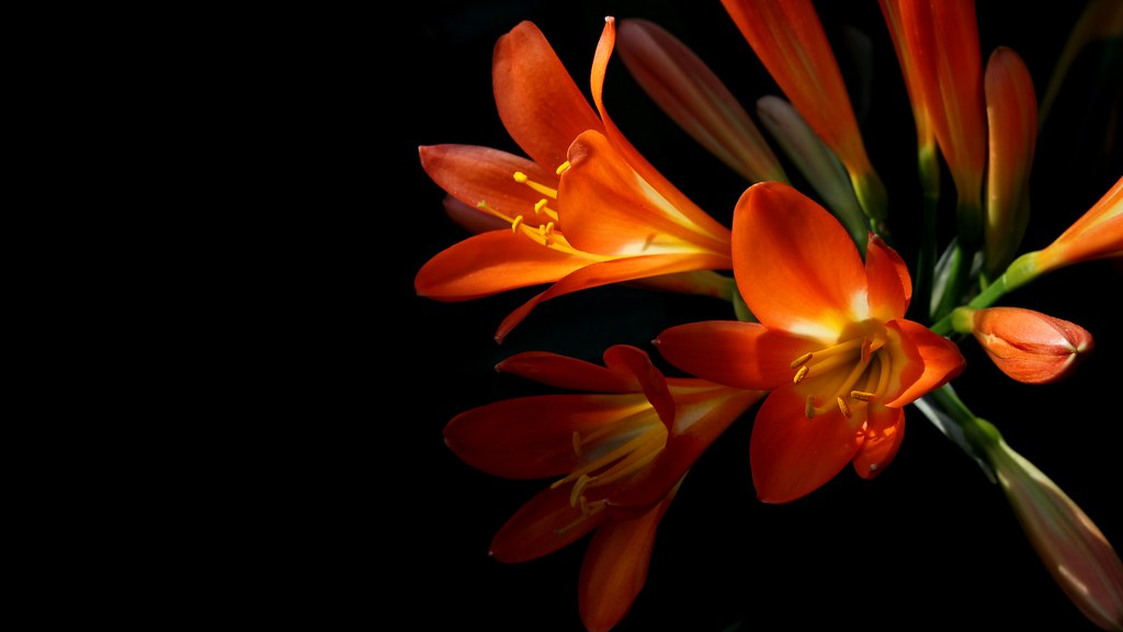 Картинка найдена на просторах интернета, ссылка: https://yandex.ru/images/search?from=tabbar&img_url=https%3A%2F%2Fwallpaper.forfun.com%2Ffetch%2Fb1%2Fb1687c3c22a10e550d4782cadbb625f0.jpeg&lr=103814&p=6&pos=37&rpt=simage&text=%D1%82%D0%B5%D0%BC%D0%BD%D1%8B%D0%B5%20%D1%86%D0%B2%D0%B5%D1%82%D1%8B%20%D0%BE%D1%80%D0%B0%D0%BD%D0%B6%D0%B5%D0%B2%D1%8B%D0%B5