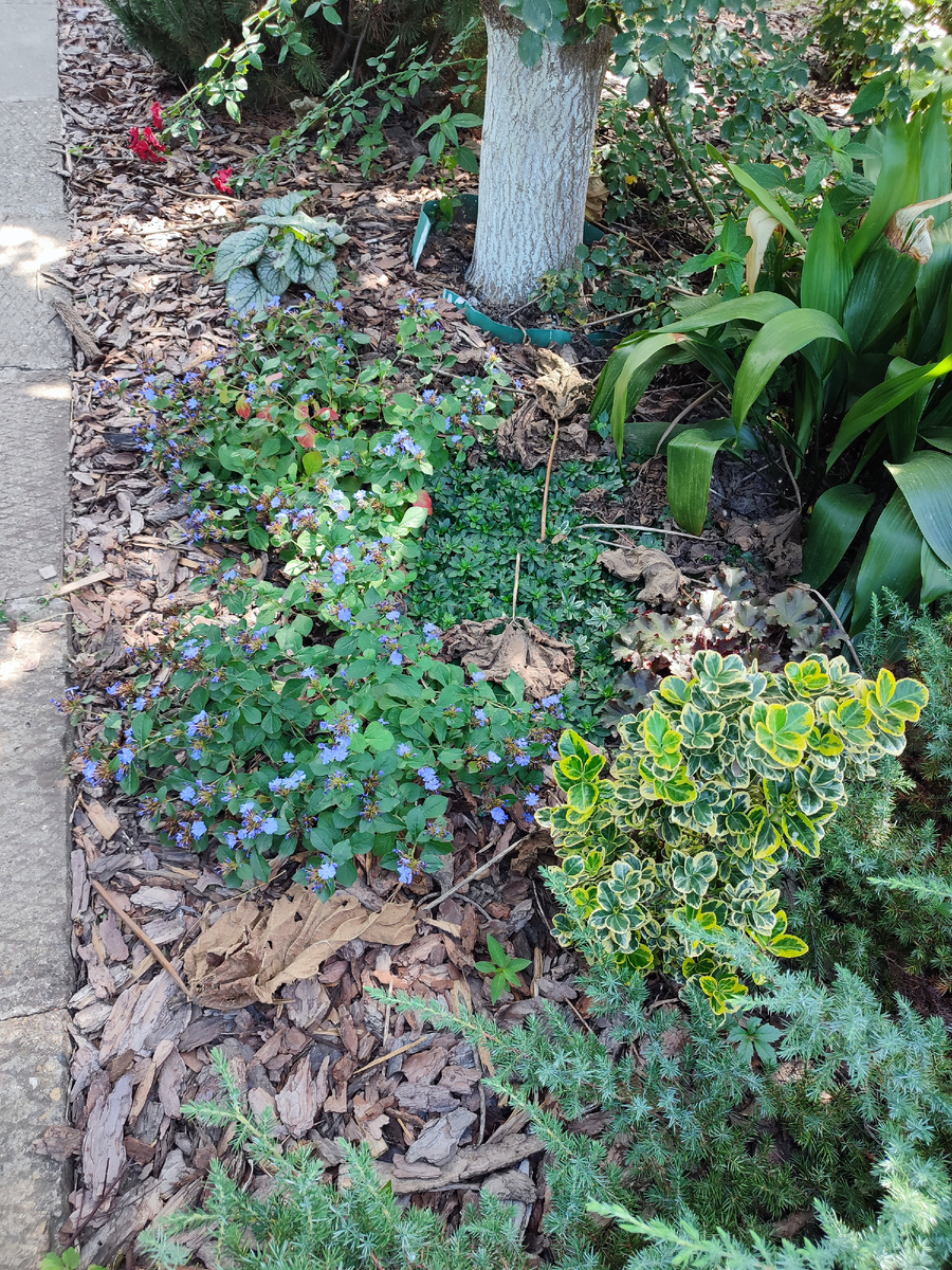 За можжевельником - аспидистра. Там, где солнце попадало на листья -они подгорали и сохли. 