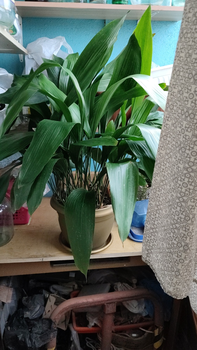 На дачу еле припёрла, тяжеленная, это она перед высадкой в грунт...