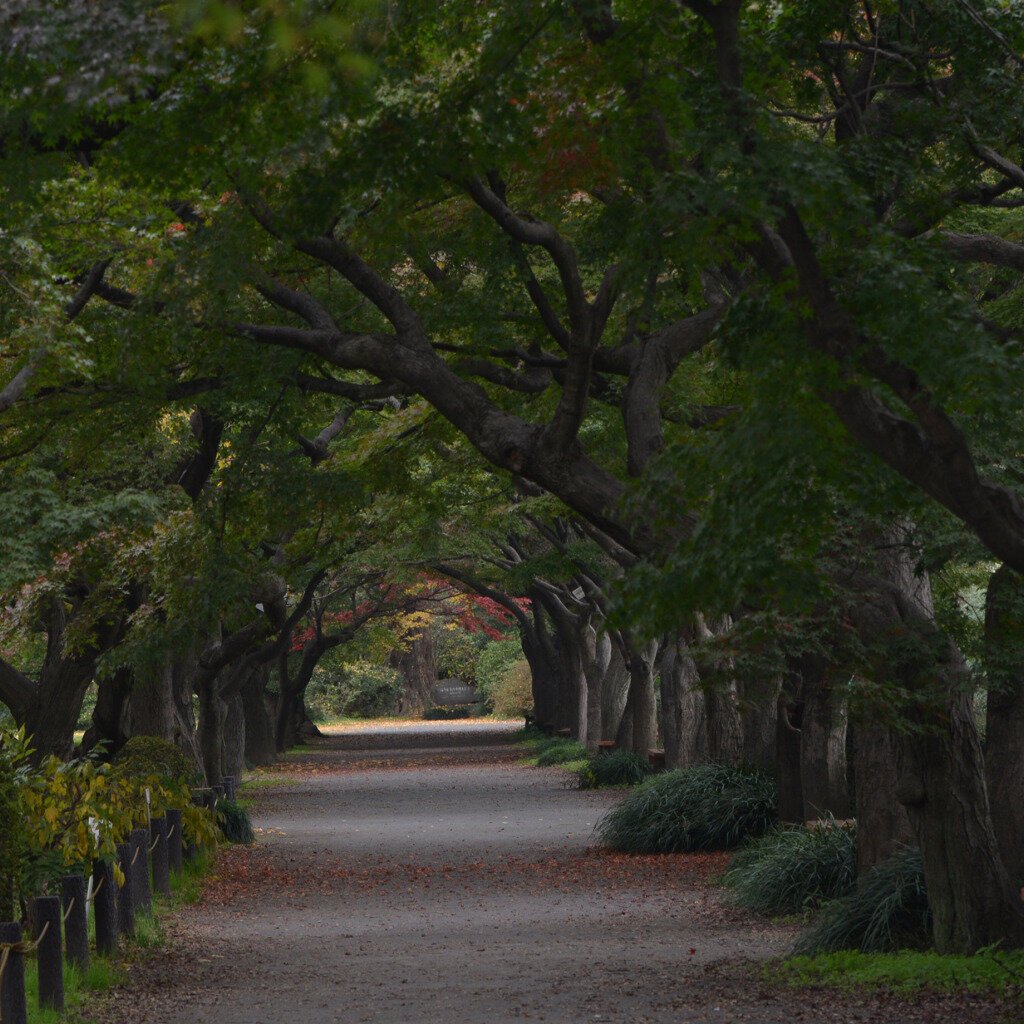 Затянутая кронами деревьев дорожка, имеет длину всего 50 метров. Но этот короткий участок заработал поистине жуткую славу.