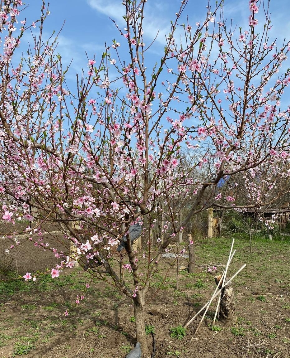 Персик в лучах солнца