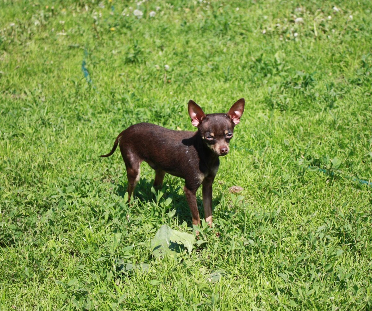Амарант Волшебник (Боник)