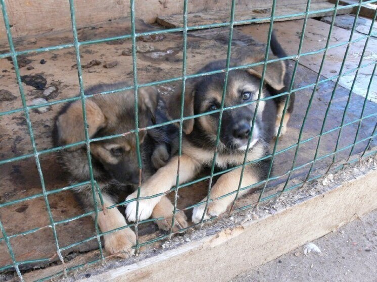     Кинолог Пахомова посоветовала с особым вниманием и терпением относиться к собакам из приютов. Фото: архив МК в Хакасии