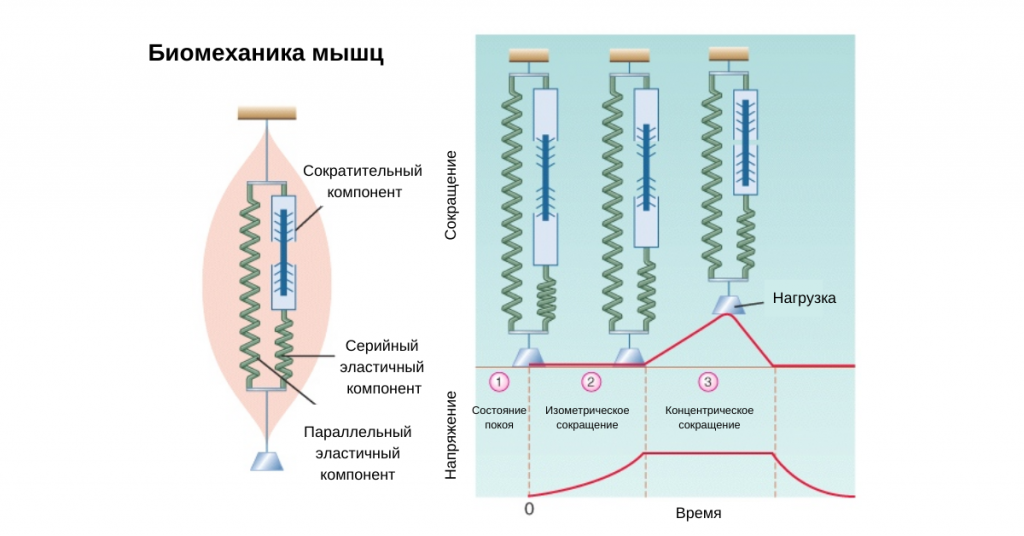 Так работает любой мускул